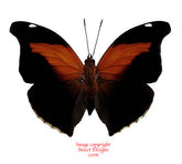 Historis odius (Peru)